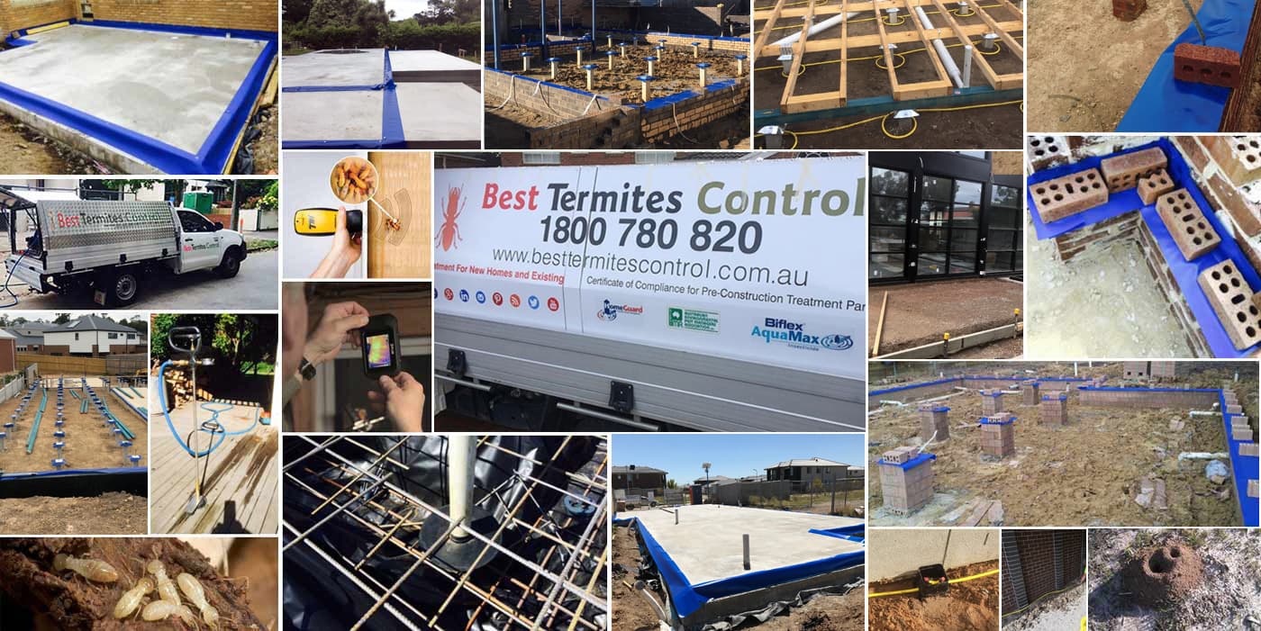 Best Termites Control in Doncaster